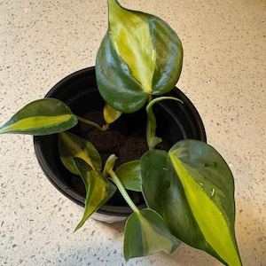 Philodendron Brasil Live Plant, Variegated Heartleaf Trailing Vine image 3