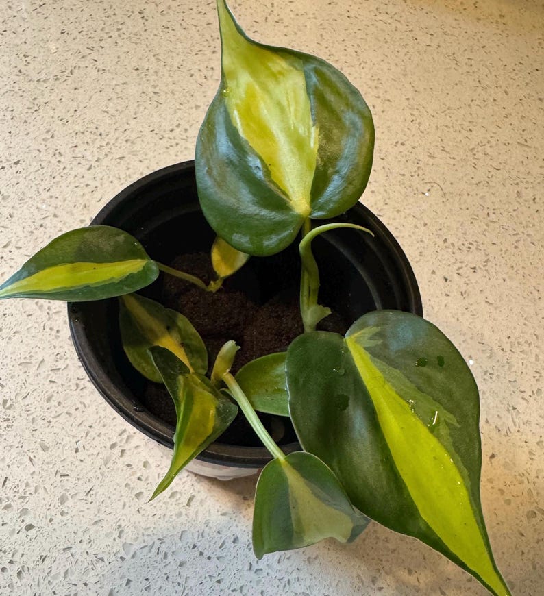 Philodendron Brasil Live Plant, Variegated Heartleaf Trailing Vine image 3