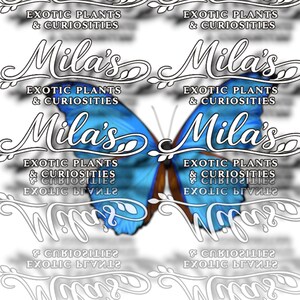 Blue Morpho Didius PNG Bundle | 24 Morpho didius 300 DPI Digital Butterfly Clipart Files image 14