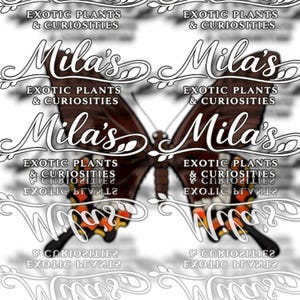 以下が含まれることがあります： デジタル画像。蝶のデザインで、名前は「Mila's」とエレガントな筆記体で書かれています。蝶は茶色の羽にオレンジと黒のアクセントがあります。「EXOTIC PLANTS & CURIOSITIES」の文字が蝶の周りに繰り返されています。