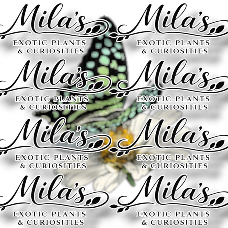 Green Tailed Jay PNG Pack 2 of 2 | 19 Graphium agamemnon 300 DPI Butterfly Clipart Files image 10