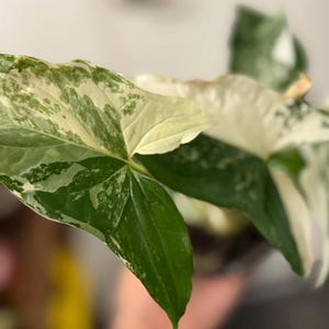 May include: A variegated Syngonium plant featuring arrow-shaped leaves with a distinct pattern of deep green, light green, and creamy white splashes. The foliage displays a marbled appearance with sharp, pointed tips and a thin wooden support stake.