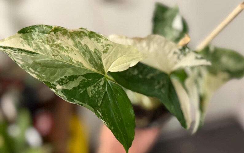 May include: A variegated Syngonium plant featuring arrow-shaped leaves with a distinct pattern of deep green, light green, and creamy white splashes. The foliage displays a marbled appearance with sharp, pointed tips and a thin wooden support stake.
