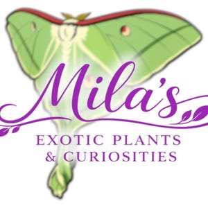 May include: Logo for "Mila's Exotic Plants & Curiosities" featuring a green and red moth illustration. The business name is in purple script, with the tagline in a smaller, sans-serif font.