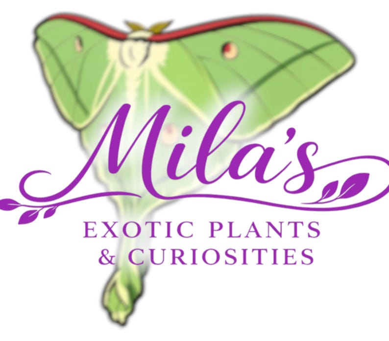 May include: Logo for "Mila's Exotic Plants & Curiosities" featuring a green and red moth illustration. The business name is in purple script, with the tagline in a smaller, sans-serif font.
