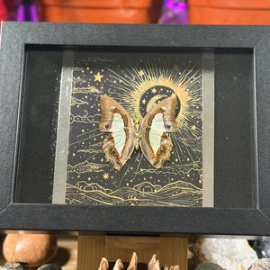 May include: A framed butterfly specimen with a black frame. The butterfly has brown and white wings, set against a black background with a gold celestial design featuring a sun, moon, and stars. The frame is rectangular.
