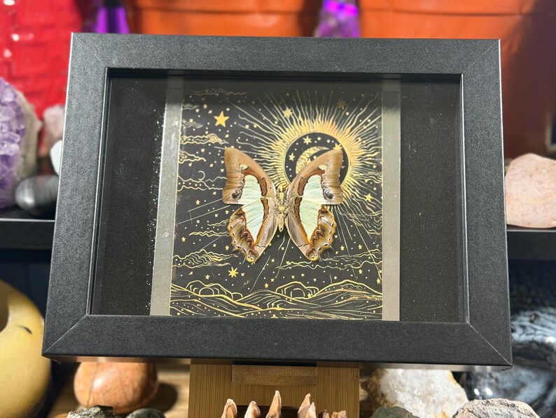 May include: A framed butterfly specimen with a black frame. The butterfly has brown and white wings, set against a black background with a gold celestial design featuring a sun, moon, and stars. The frame is rectangular.