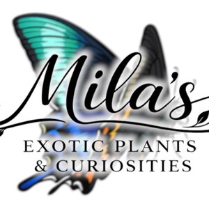 May include: Logo for Mila's Exotic Plants & Curiosities. The logo features a butterfly with teal and black wings. The business name is written in elegant script, with the words "Exotic Plants & Curiosities" below.