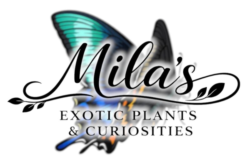 May include: Logo for Mila's Exotic Plants & Curiosities. The logo features a butterfly with teal and black wings. The business name is written in elegant script, with the words "Exotic Plants & Curiosities" below.
