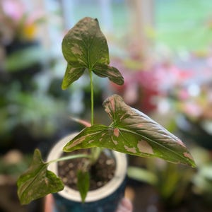 May include: A Syngonium plant with arrow-shaped leaves featuring a variegated pattern of green and light pink splashes. The plant is potted in a small, dark blue container with a white inner rim, showing visible soil and thin green stems.