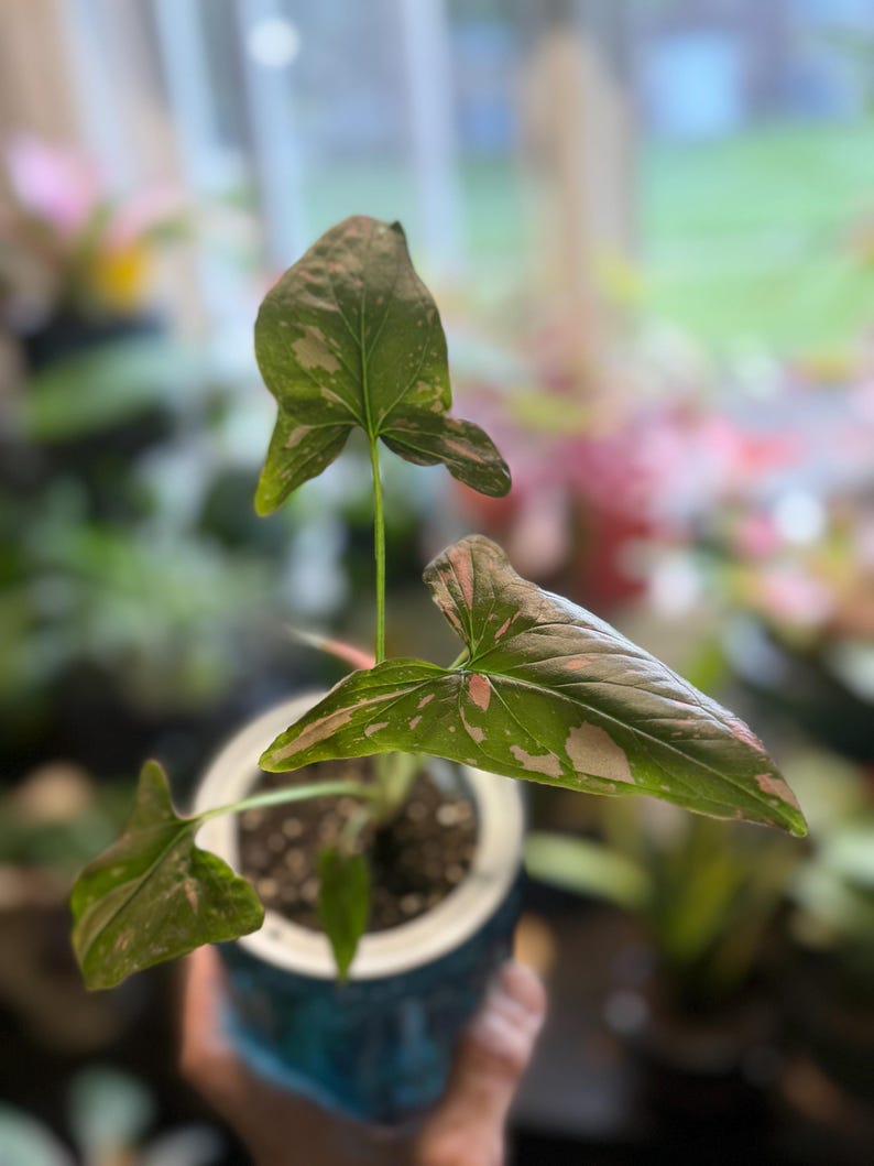 May include: A Syngonium plant with arrow-shaped leaves featuring a variegated pattern of green and light pink splashes. The plant is potted in a small, dark blue container with a white inner rim, showing visible soil and thin green stems.