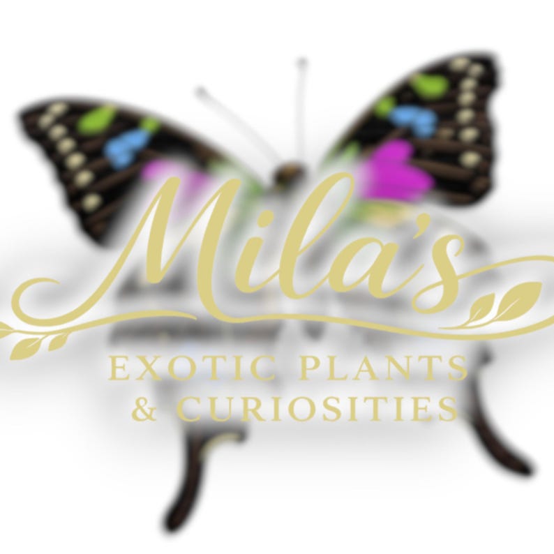 May include: A logo featuring a butterfly with black and brown wings, accented with pink, blue, and green details. The text "Mila's" is in a gold script font, with "EXOTIC PLANTS & CURIOSITIES" below.
