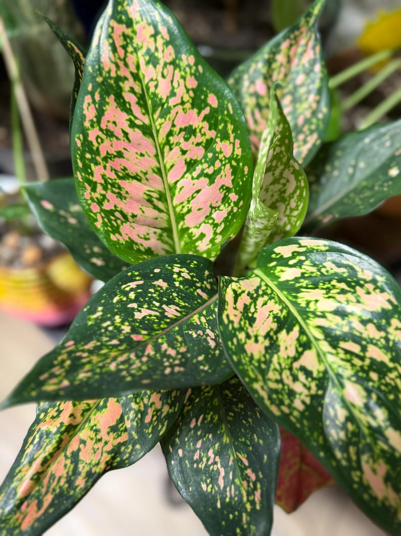 Peut inclure: Une plante Aglaonema pr&eacute;sentant de larges feuilles en forme de lance avec une base vert fonc&eacute; et des &eacute;claboussures irr&eacute;guli&egrave;res et pro&eacute;minentes de panachure rose clair et cr&egrave;me sur tout le feuillage, cr&eacute;ant un motif tachet&eacute; distinct.