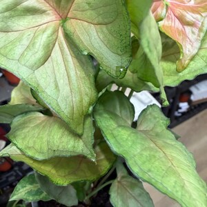 May include: A Syngonium plant featuring arrow-shaped leaves with a variegated pattern of soft pink and light green hues. The foliage displays prominent veins and a smooth texture, growing from a dark potting soil base in a dark container.