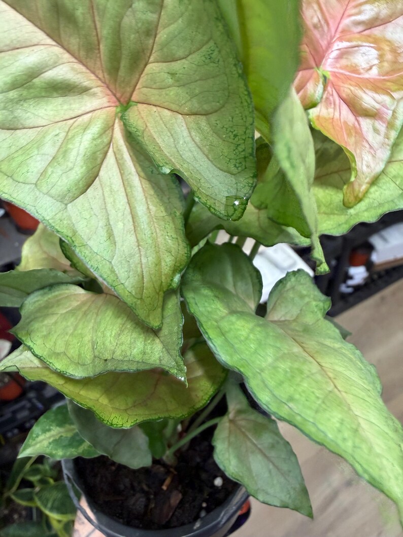 May include: A Syngonium plant featuring arrow-shaped leaves with a variegated pattern of soft pink and light green hues. The foliage displays prominent veins and a smooth texture, growing from a dark potting soil base in a dark container.