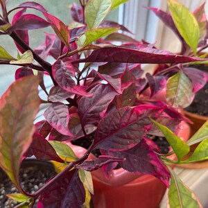 May include: A potted plant with variegated foliage featuring deep purple, magenta, and light green leaves. The plant has dark stems and is housed in a smooth, glossy red ceramic pot. The leaves are pointed and display a mix of solid and mottled colors.