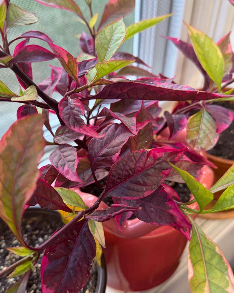 May include: A potted plant with variegated foliage featuring deep purple, magenta, and light green leaves. The plant has dark stems and is housed in a smooth, glossy red ceramic pot. The leaves are pointed and display a mix of solid and mottled colors.