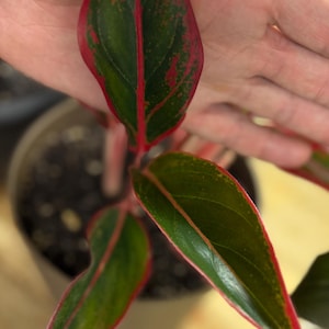 May include: An Aglaonema plant featuring pointed, lance-shaped leaves with a deep green center and vibrant red margins. The foliage displays a distinct red midrib and subtle red speckling throughout the dark green surface, growing from a central stem.