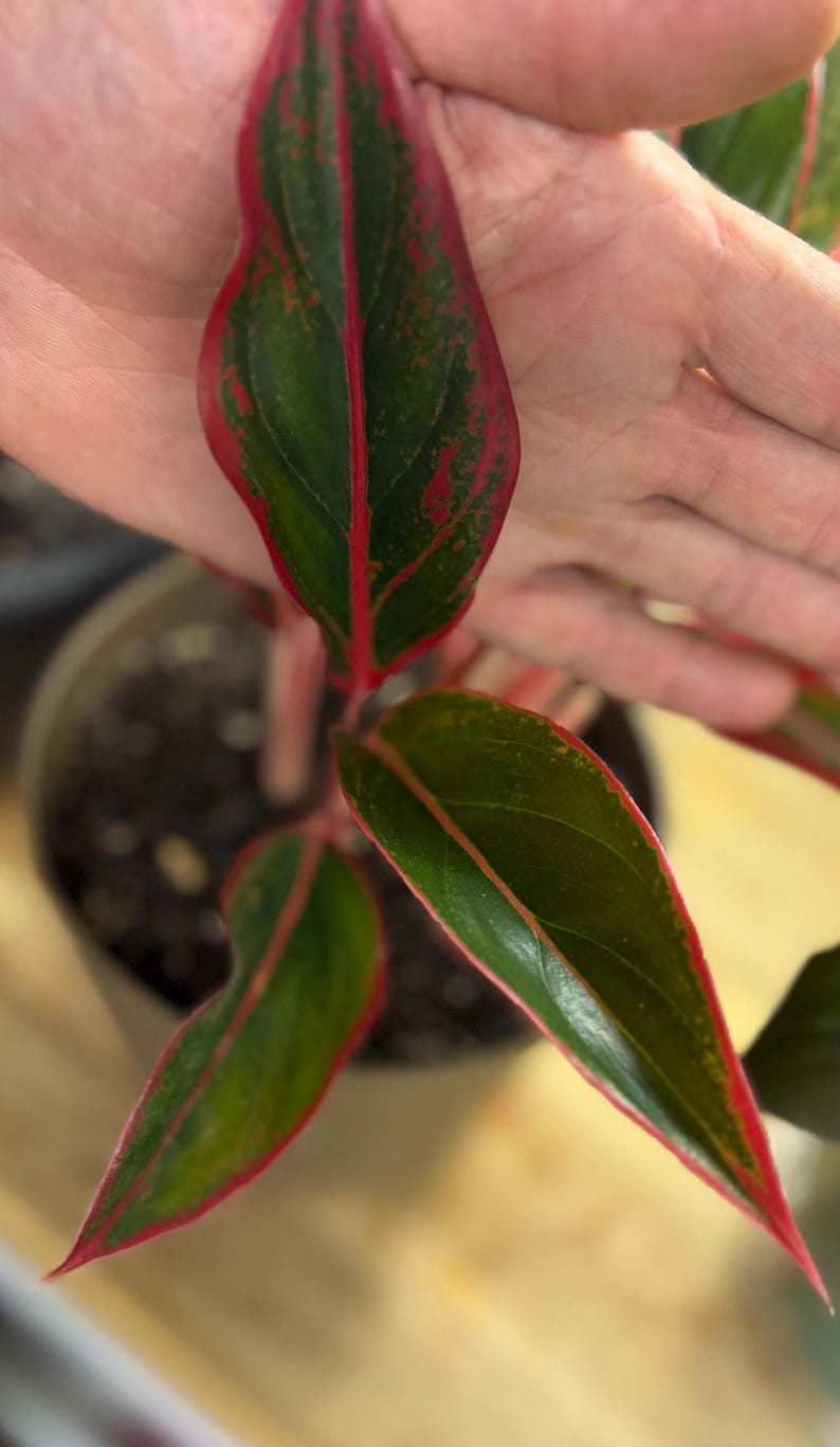 May include: An Aglaonema plant featuring pointed, lance-shaped leaves with a deep green center and vibrant red margins. The foliage displays a distinct red midrib and subtle red speckling throughout the dark green surface, growing from a central stem.
