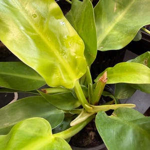 May include: A Philodendron plant featuring large, glossy, heart-shaped leaves in vibrant shades of lime green and yellow. The plant has thick, sturdy stems and is potted in a dark container, with visible moisture droplets on the leaf surfaces.