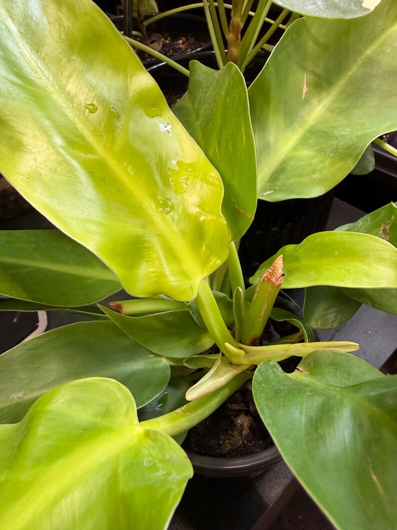 May include: A Philodendron plant featuring large, glossy, heart-shaped leaves in vibrant shades of lime green and yellow. The plant has thick, sturdy stems and is potted in a dark container, with visible moisture droplets on the leaf surfaces.
