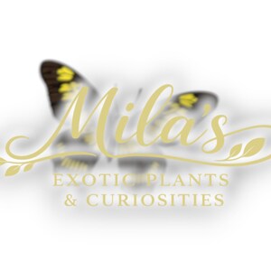 Pode incluir: O logotipo de "Mila's Exotic Plants & Curiosities" apresenta uma borboleta estilizada com asas amarelas e pretas. O nome da empresa est&aacute; em uma elegante escrita dourada, com o slogan em uma fonte serif.