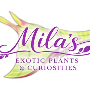 May include: A logo for "Mila's Exotic Plants & Curiosities" features a stylized, purple script name over a blurred, abstract shape with yellow, green, and red hues. The text "EXOTIC PLANTS & CURIOSITIES" is below the name.
