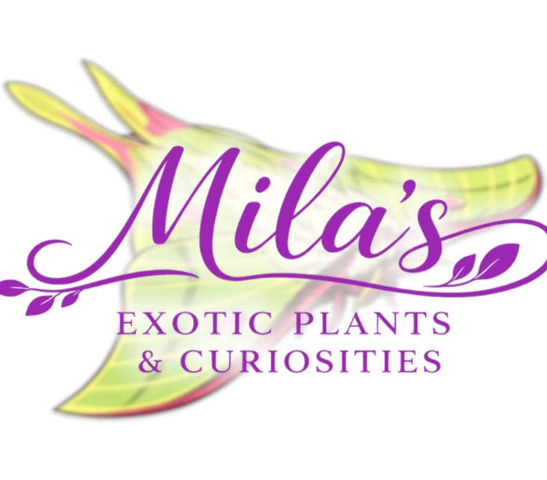 May include: A logo for "Mila's Exotic Plants & Curiosities" features a stylized, purple script name over a blurred, abstract shape with yellow, green, and red hues. The text "EXOTIC PLANTS & CURIOSITIES" is below the name.