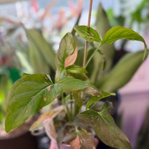May include: A Syngonium plant featuring arrow-shaped leaves with variegated patterns of green and soft pink. The plant is supported by a thin, vertical wooden stake, with multiple stems extending from a central base, showcasing distinct foliage.