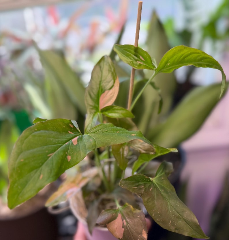 May include: A Syngonium plant featuring arrow-shaped leaves with variegated patterns of green and soft pink. The plant is supported by a thin, vertical wooden stake, with multiple stems extending from a central base, showcasing distinct foliage.