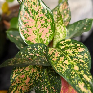 Peut inclure: Une plante Aglaonema aux feuilles brillantes en forme de lance avec un motif panach&eacute;. Le feuillage pr&eacute;sente une base vert fonc&eacute; fortement tachet&eacute;e et marbr&eacute;e de nuances vibrantes de rose clair et de cr&egrave;me sur toute la surface des feuilles.