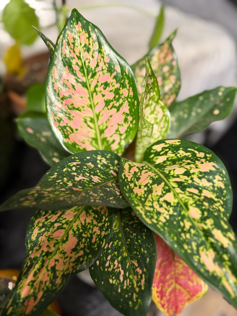 Peut inclure: Une plante Aglaonema aux feuilles brillantes en forme de lance avec un motif panach&eacute;. Le feuillage pr&eacute;sente une base vert fonc&eacute; fortement tachet&eacute;e et marbr&eacute;e de nuances vibrantes de rose clair et de cr&egrave;me sur toute la surface des feuilles.