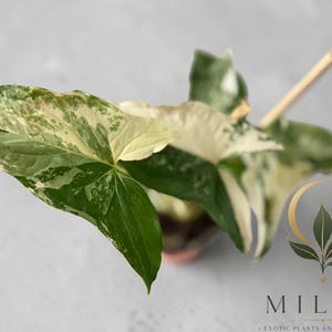 May include: A Syngonium plant with variegated arrow-shaped leaves featuring a mix of dark green, light green, and creamy white patches. A thin wooden stake supports the plant, which is potted in a small container. A logo with the text MILA'S EXOTIC PLANTS AND CURIOSITIES is visible in the bottom right corner.