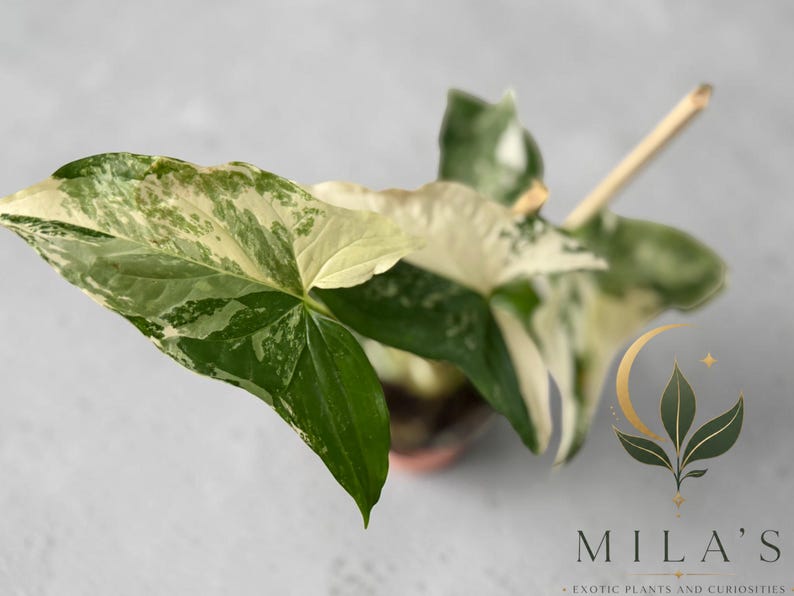 May include: A Syngonium plant with variegated arrow-shaped leaves featuring a mix of dark green, light green, and creamy white patches. A thin wooden stake supports the plant, which is potted in a small container. A logo with the text MILA'S EXOTIC PLANTS AND CURIOSITIES is visible in the bottom right corner.