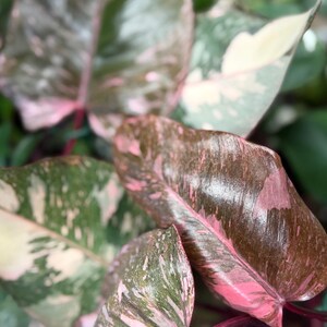 May include: A Philodendron Pink Princess plant featuring large, heart-shaped leaves with a variegated pattern of deep forest green, creamy white, and vibrant pink splashes. The stems are a dark reddish-purple, supporting the glossy foliage.