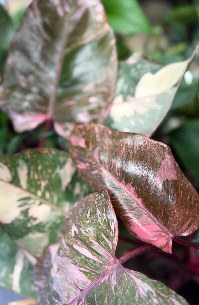 May include: A Philodendron Pink Princess plant featuring large, heart-shaped leaves with a variegated pattern of deep forest green, creamy white, and vibrant pink splashes. The stems are a dark reddish-purple, supporting the glossy foliage.