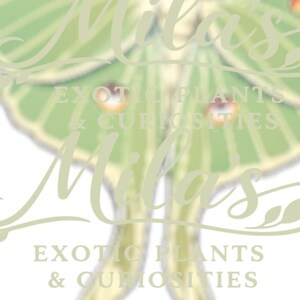May include: A light green and white logo for "Mila's Exotic Plants & Curiosities" featuring a stylized moth design. The text is in a soft, elegant font, with the moth's wings in a detailed, naturalistic style.