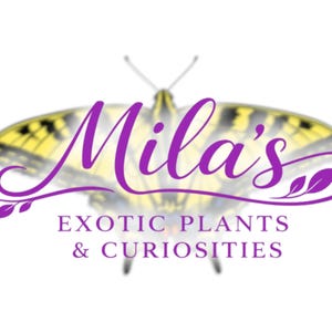 May include: A logo with the name "Mila's" in purple cursive, set against a butterfly design. The text "EXOTIC PLANTS & CURIOSITIES" is displayed below in purple. The overall design suggests a shop.
