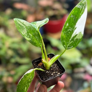 May include: A small Philodendron White Wizard plant in a black plastic nursery pot. The plant features four variegated leaves with distinct patterns of deep green and creamy white splashes, growing from a central stem rooted in dark potting soil.