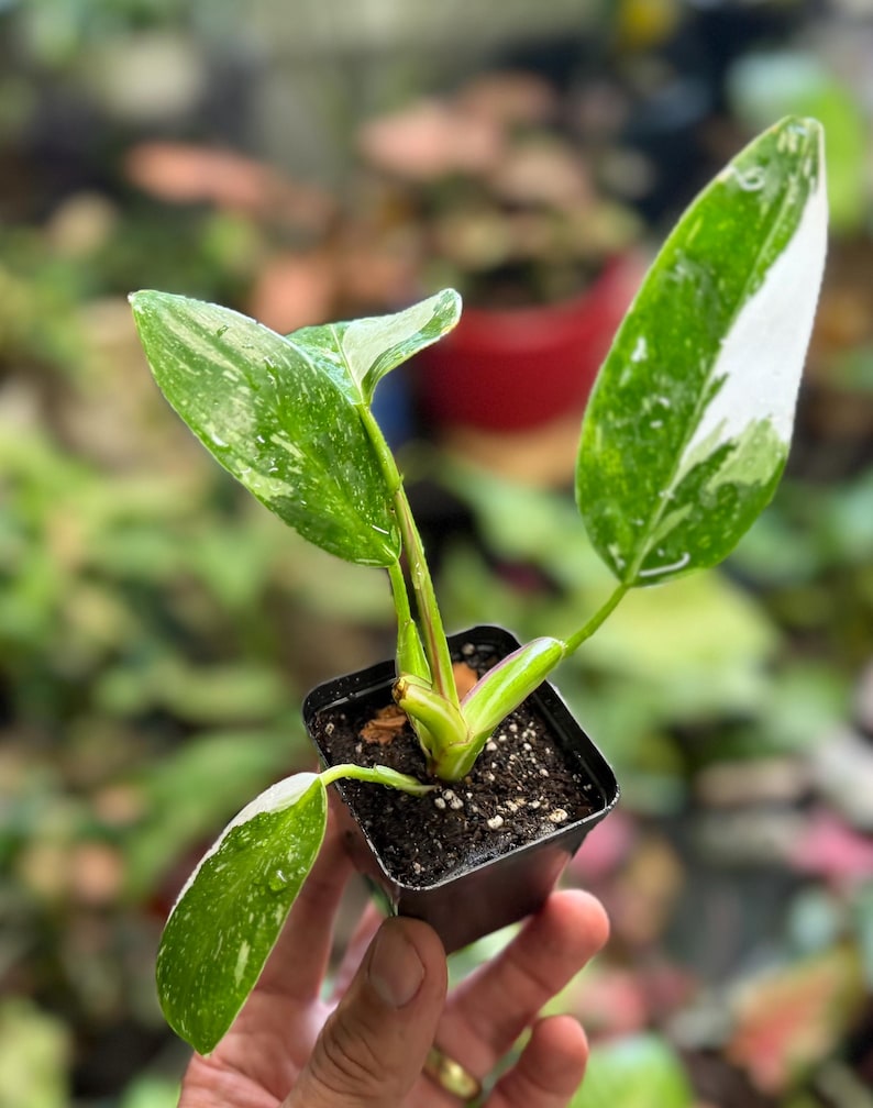 May include: A small Philodendron White Wizard plant in a black plastic nursery pot. The plant features four variegated leaves with distinct patterns of deep green and creamy white splashes, growing from a central stem rooted in dark potting soil.