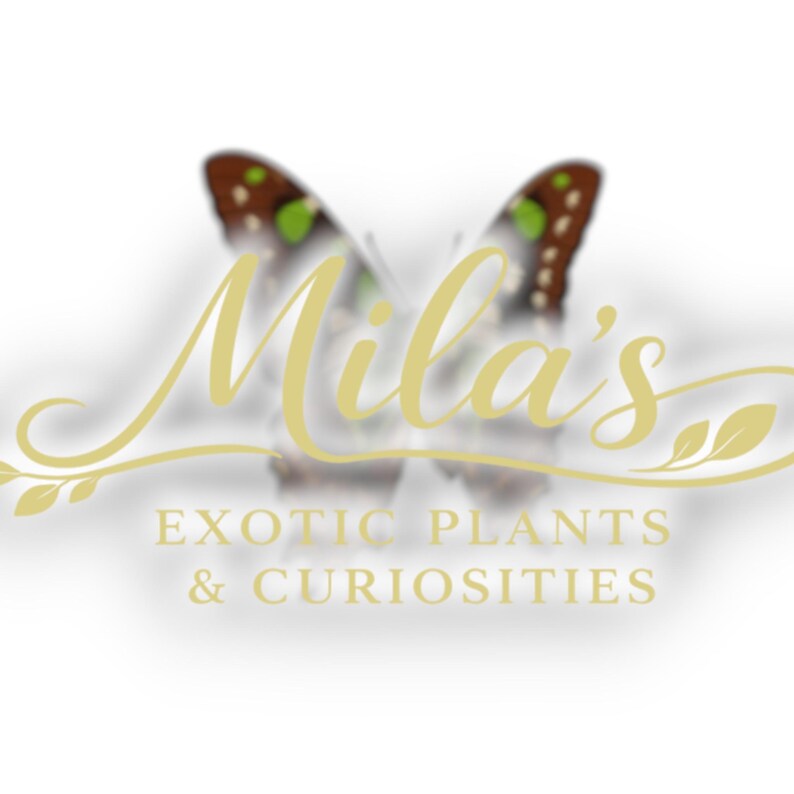 May include: Logo for Mila's Exotic Plants & Curiosities. The logo features a butterfly with brown and green wings behind the gold text "Mila's". Below the name is the text "EXOTIC PLANTS & CURIOSITIES".