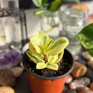 Pode incluir: Uma pequena planta Peperomia obtusifolia variegata com folhas grossas e suculentas apresentando uma mistura de cores amarelo-creme e verde, plantada num vaso de viveiro de pl&aacute;stico castanho com terra escura.