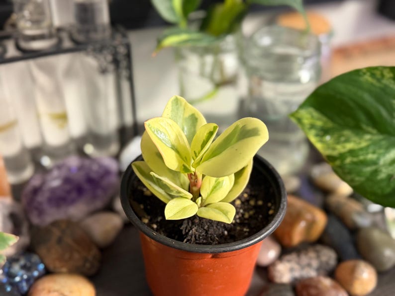 Pode incluir: Uma pequena planta Peperomia obtusifolia variegata com folhas grossas e suculentas apresentando uma mistura de cores amarelo-creme e verde, plantada num vaso de viveiro de pl&aacute;stico castanho com terra escura.
