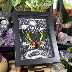 Madagascan Sunset Moth “Chaos” Dorsal Framed Specimen Art | Chrysiridia rhipheus Gothic Rainbow Decor image 2