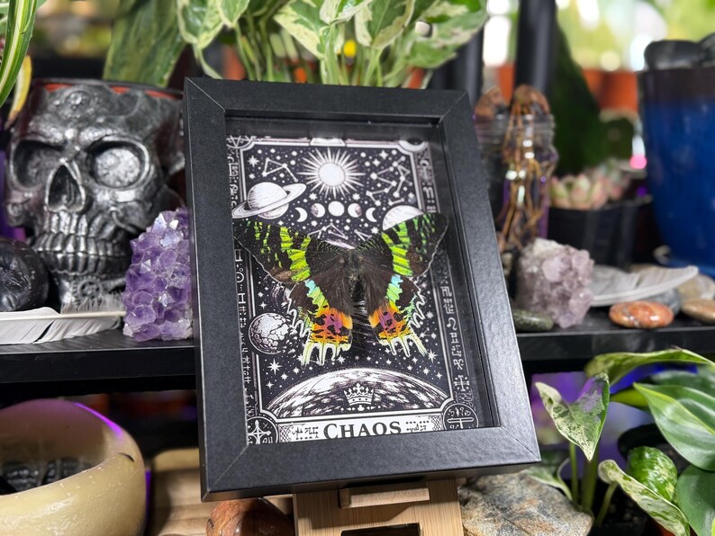Madagascan Sunset Moth “Chaos” Dorsal Framed Specimen Art | Chrysiridia rhipheus Gothic Rainbow Decor image 2