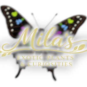 May include: A logo featuring a butterfly with black and white wings, accented with green, blue, and purple spots. The text "Mila's" is in a cursive font, with "EXOTIC PLANTS & CURIOSITIES" below.