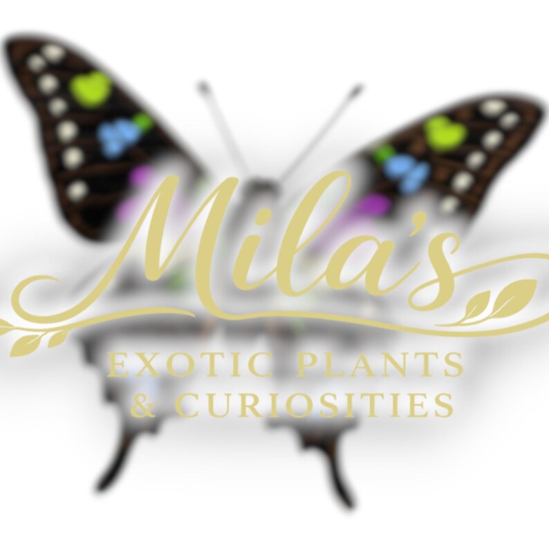 May include: A logo featuring a butterfly with black and white wings, accented with green, blue, and purple spots. The text "Mila's" is in a cursive font, with "EXOTIC PLANTS & CURIOSITIES" below.
