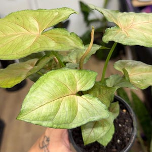 May include: A Syngonium plant in a black plastic pot featuring arrow-shaped leaves with a light green color, subtle pink veining, and a smooth texture. The plant has multiple stems extending from the soil, showcasing a variegated pattern.