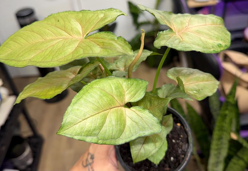 May include: A Syngonium plant in a black plastic pot featuring arrow-shaped leaves with a light green color, subtle pink veining, and a smooth texture. The plant has multiple stems extending from the soil, showcasing a variegated pattern.