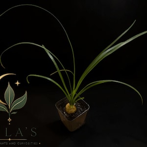 Op de afbeelding: Een kleine plant met een bolvormige basis en lange, dunne, boogvormige groene bladeren in een vierkante plastic pot. Links staat een goudkleurig logo van een halve maan en een blad boven de tekst MILA'S EXOTIC PLANTS AND CURIOSITIES.